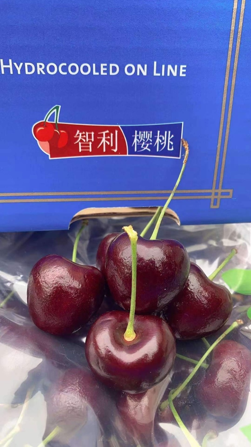 新到智利车厘子🍒全新上市