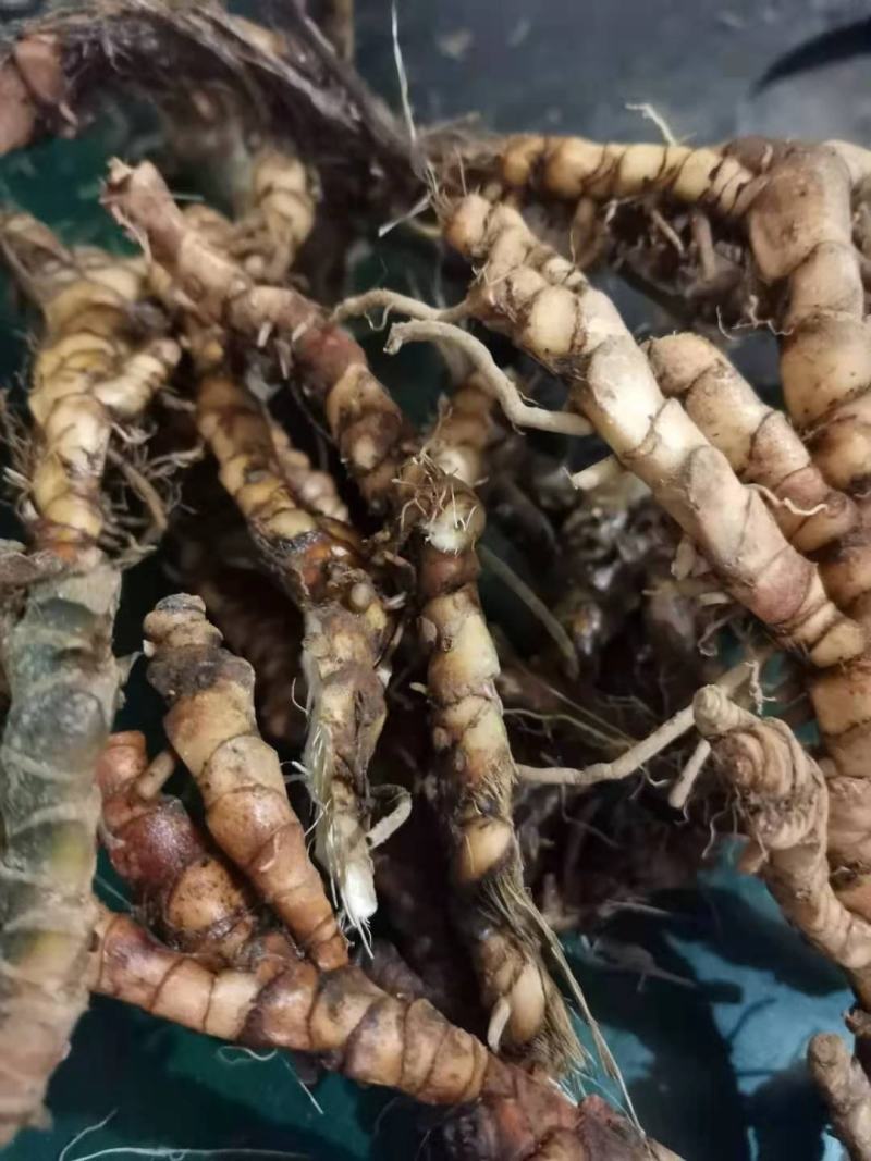 常年收购石菖蒲干鲜货，不限地区数量有多少
