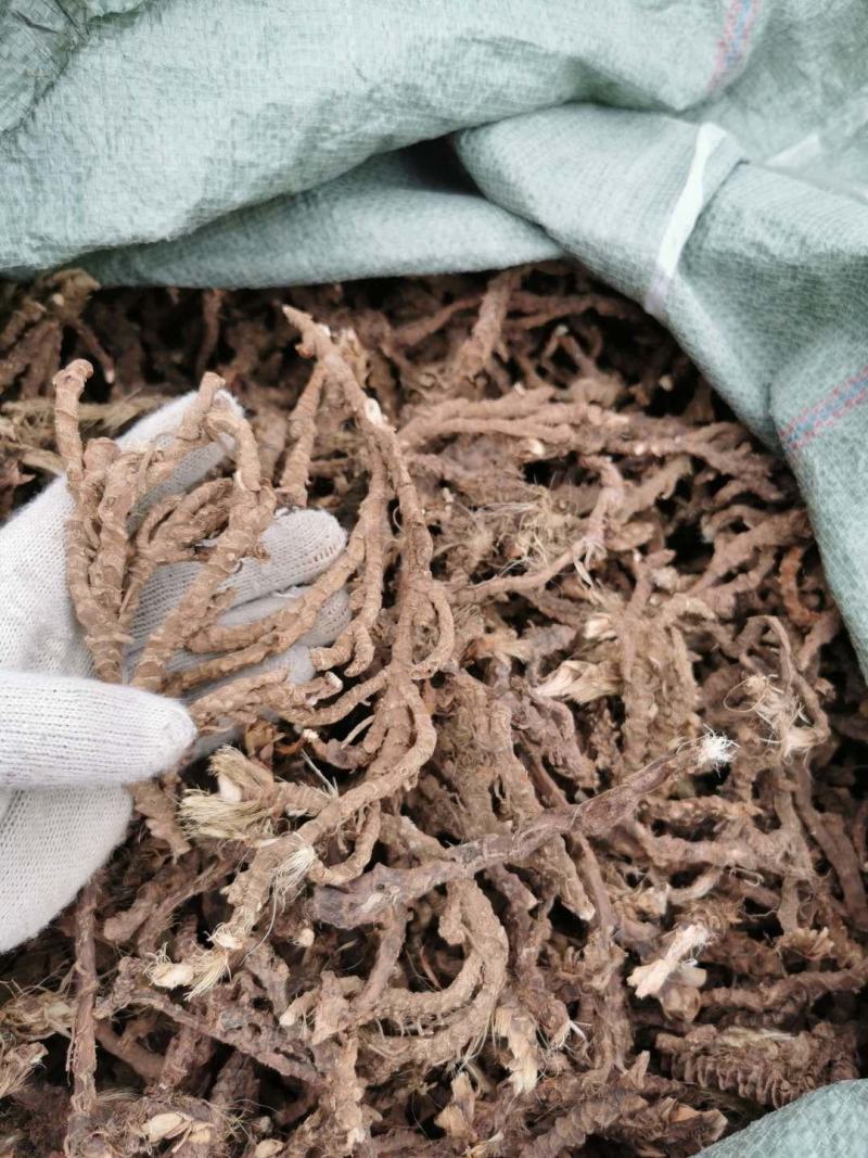 常年收购石菖蒲干鲜货，不限地区数量有多少