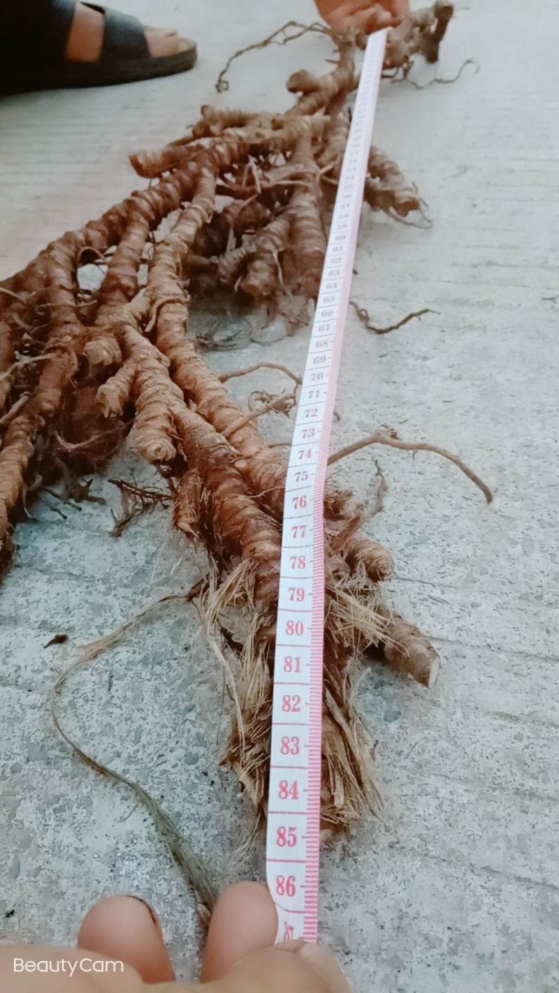 常年收购石菖蒲干鲜货，不限地区数量有多少