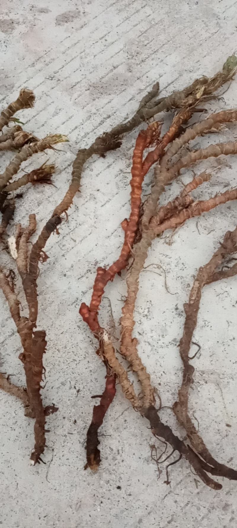 常年收购石菖蒲干鲜货，不限地区数量有多少