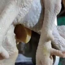 纯散养的五个月大公鸡，均重7.5斤真材实料，物美价廉，