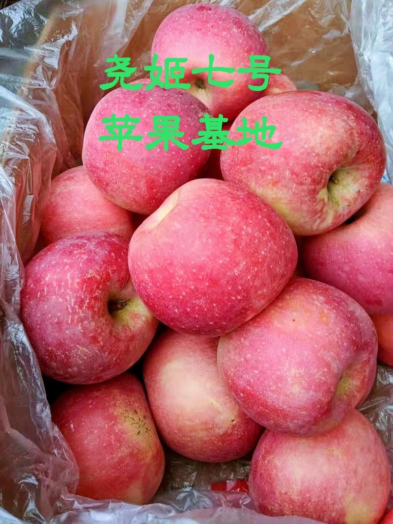 尧姬七号苹果基地富士苹果基地