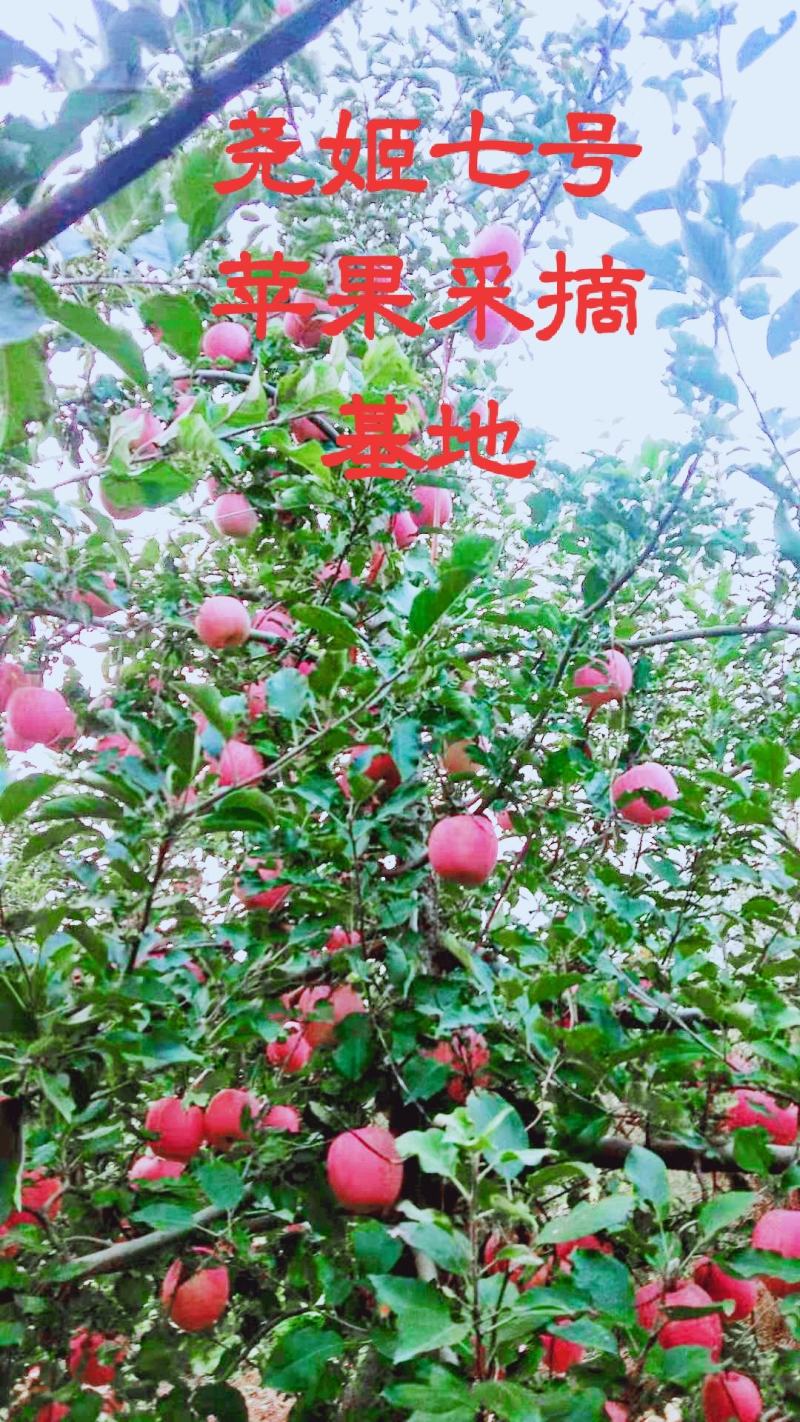 尧姬七号苹果基地富士苹果基地