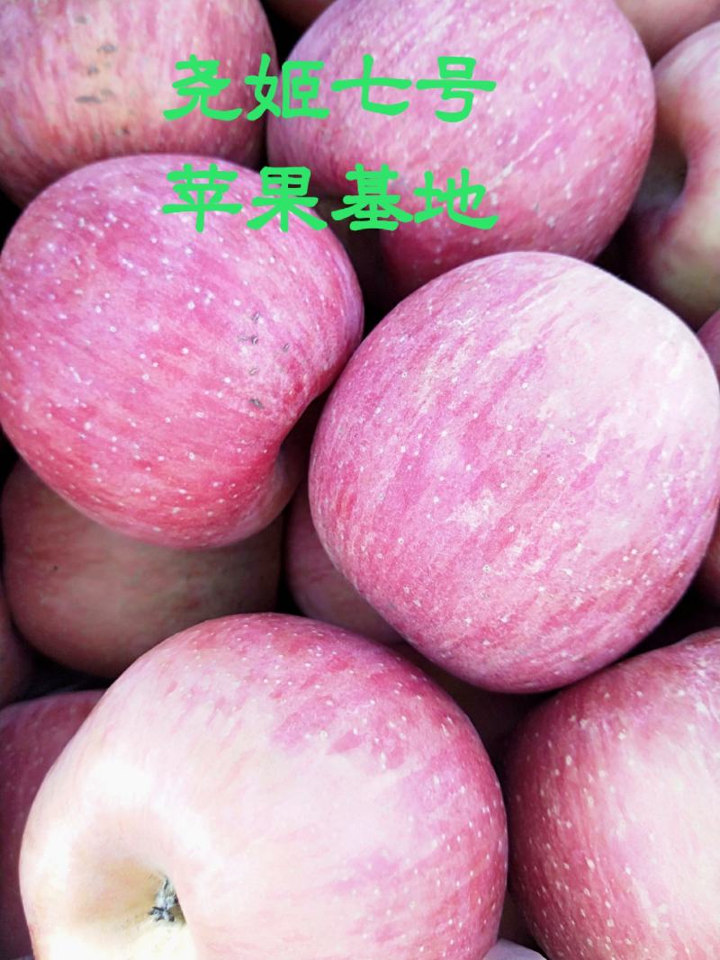 尧姬七号苹果基地富士苹果基地