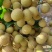 海南乐东热带石甲龙眼