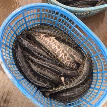 大量出售各种规格黑鱼，生鱼，量大从优，欢迎选购