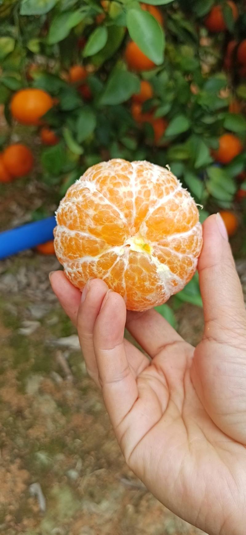 广西扶绥百万斤沃柑等老板来收购欢迎来电洽谈
