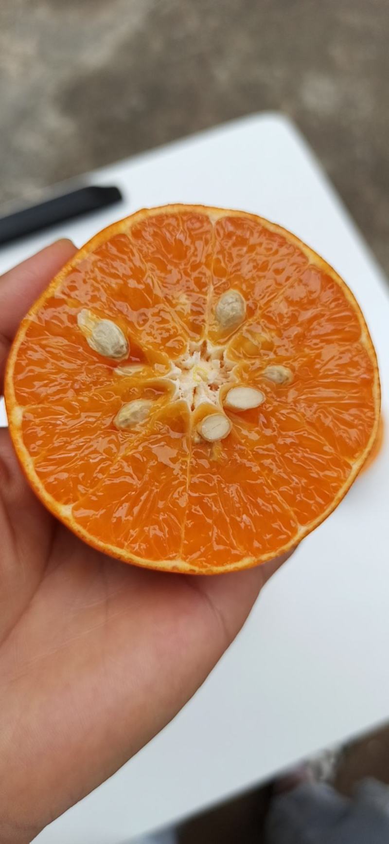 广西扶绥百万斤沃柑等老板来收购欢迎来电洽谈