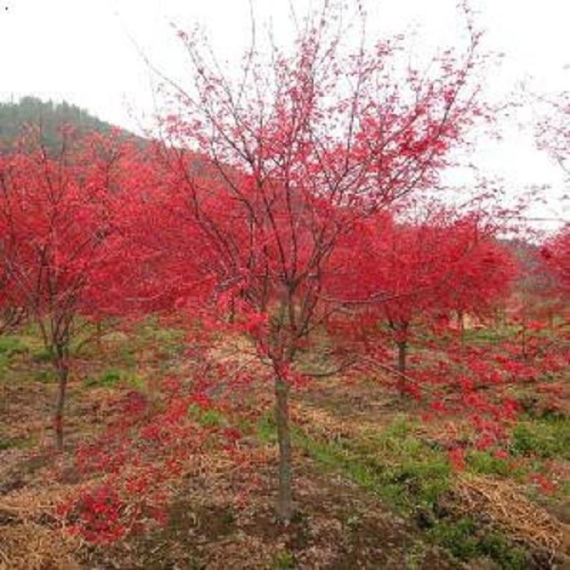 林木种子经营许可证果树苗等苹果橘子橙子柚子葡萄树苗花草树