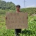 铁观音新茶正宗安溪铁观音浓香清香茶农直销