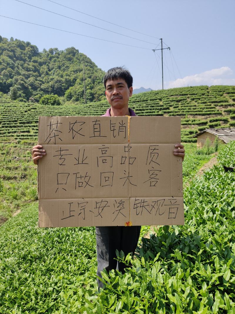 铁观音新茶正宗安溪铁观音浓香清香茶农直销