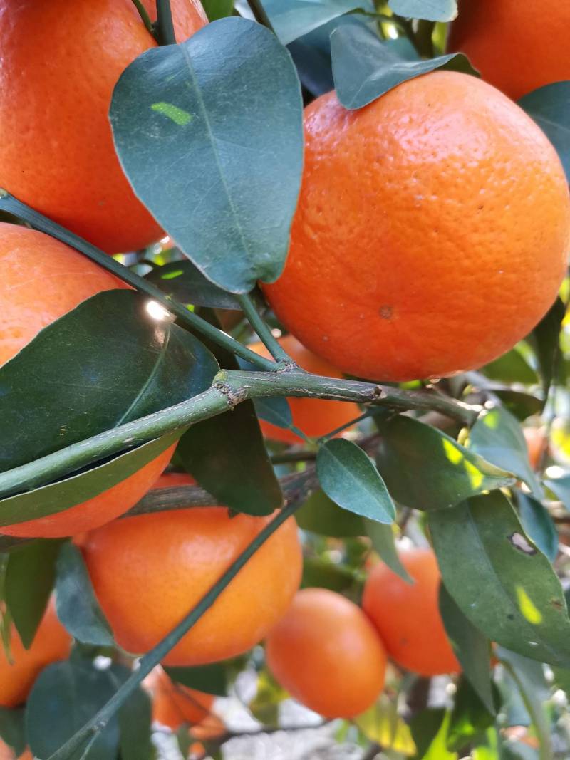 南宁沃柑成熟期已到，大量上市欢迎各位老板前来采购