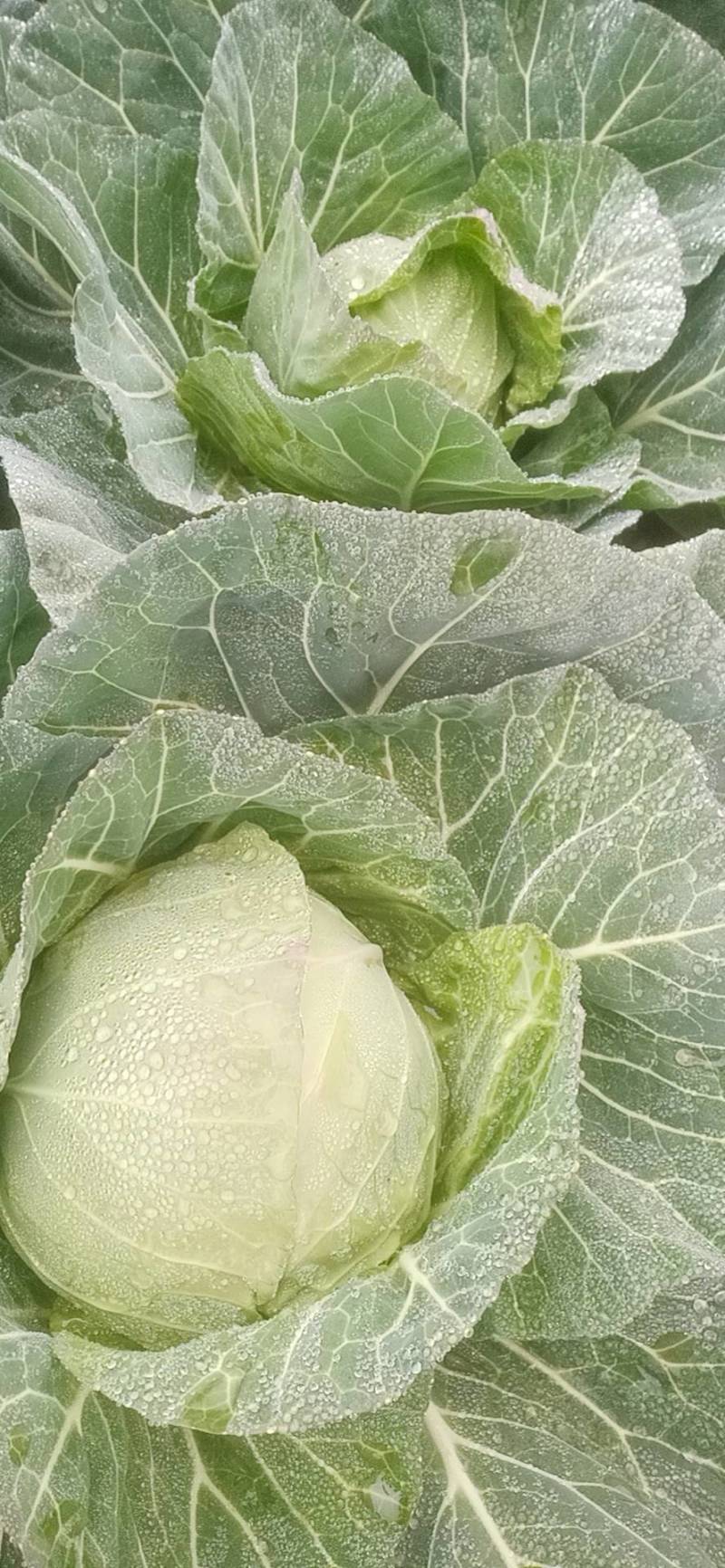 包菜甘蓝，新鲜，品质保证，量大，基地直供