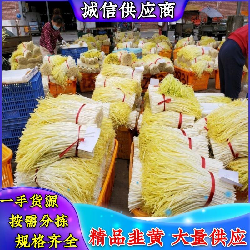 【精品韭黄】广东韭黄大量上市，可视频看货，欢迎采购！