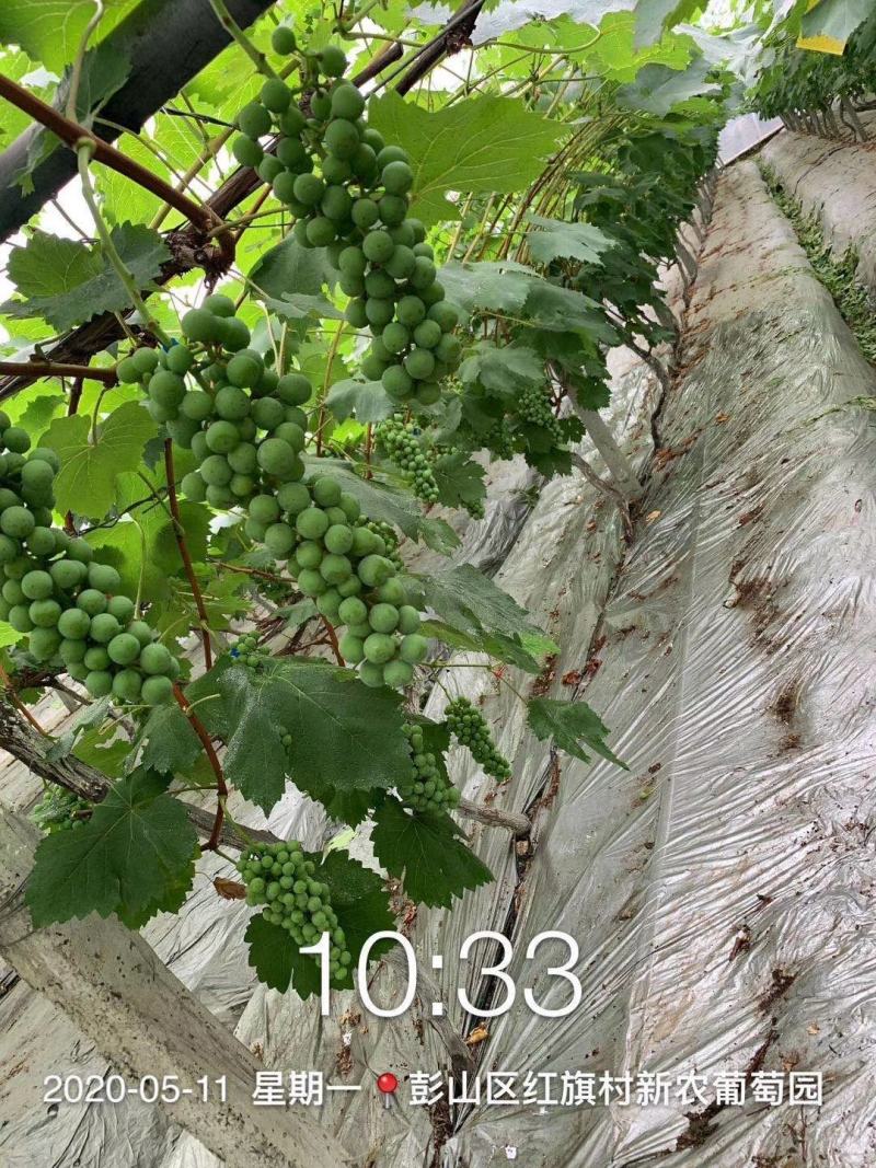 壁虎物源增色表光剂柑橘葡萄桃苹果荔枝增光上蜡膨果美果