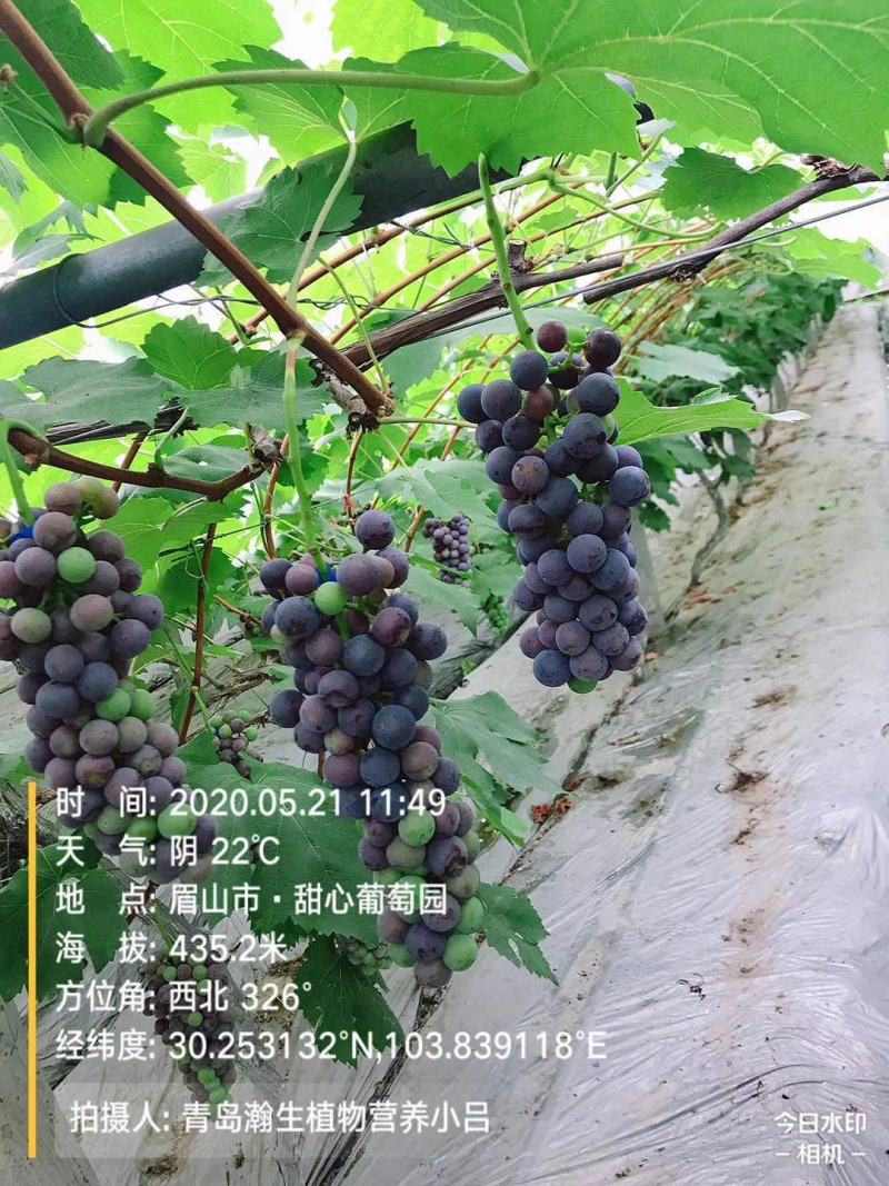 壁虎物源增色表光剂柑橘葡萄桃苹果荔枝增光上蜡膨果美果