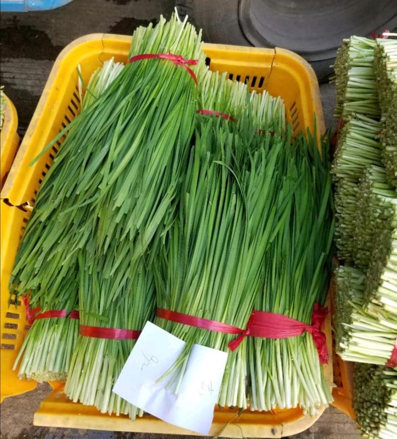 广东产地精品【大叶韭菜】一手货源，规格全齐，量大从优