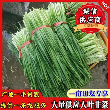 广东产地精品【大叶韭菜】一手货源，规格全齐，量大从优