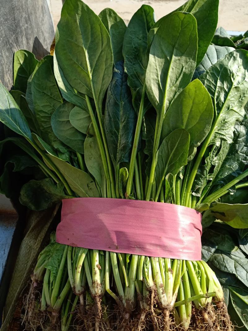 河北衡水菠菜大量上市了