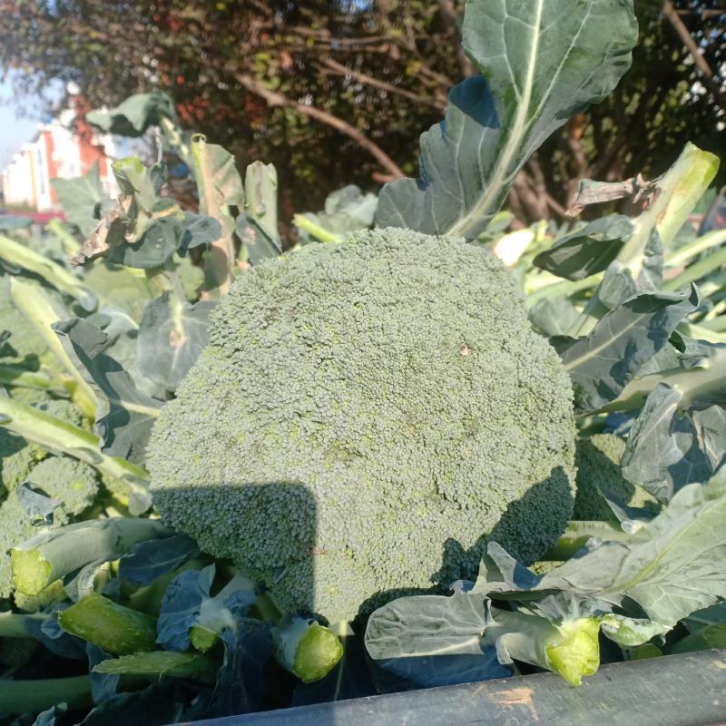 我们经营西兰花大量共应