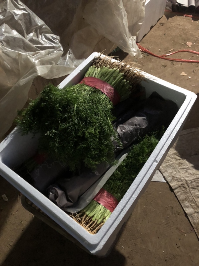 河北永年精品茴香30公分左右大量现货，供多种蔬菜欢迎咨询