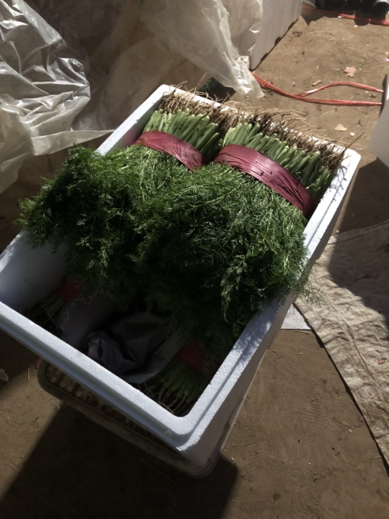 河北永年精品茴香30公分左右大量现货，供多种蔬菜欢迎咨询
