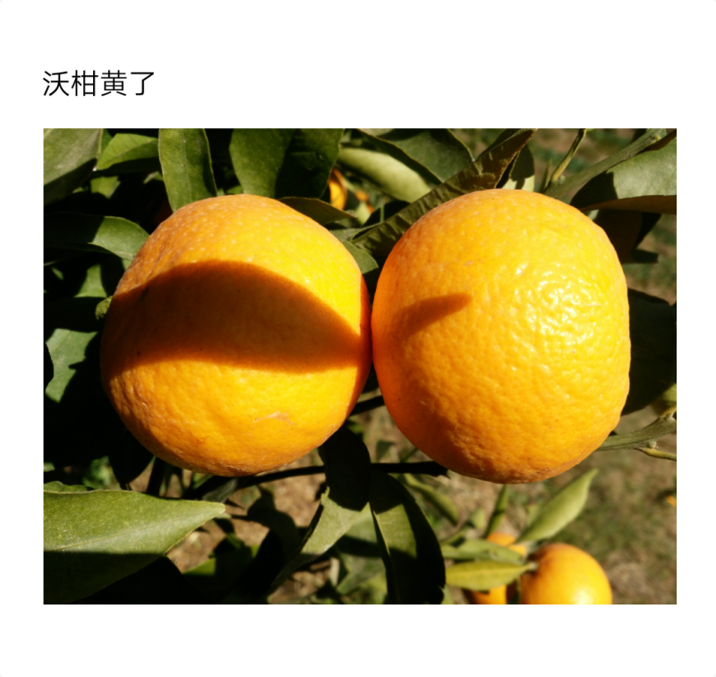 云南高原特色农产品(沃柑)