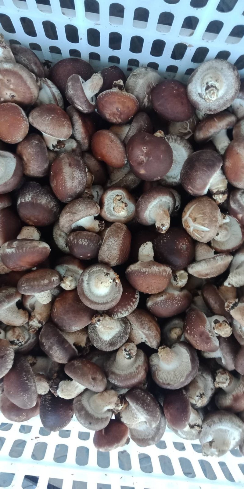 赶大集精品808注水小香菇，香菇储存简单方便