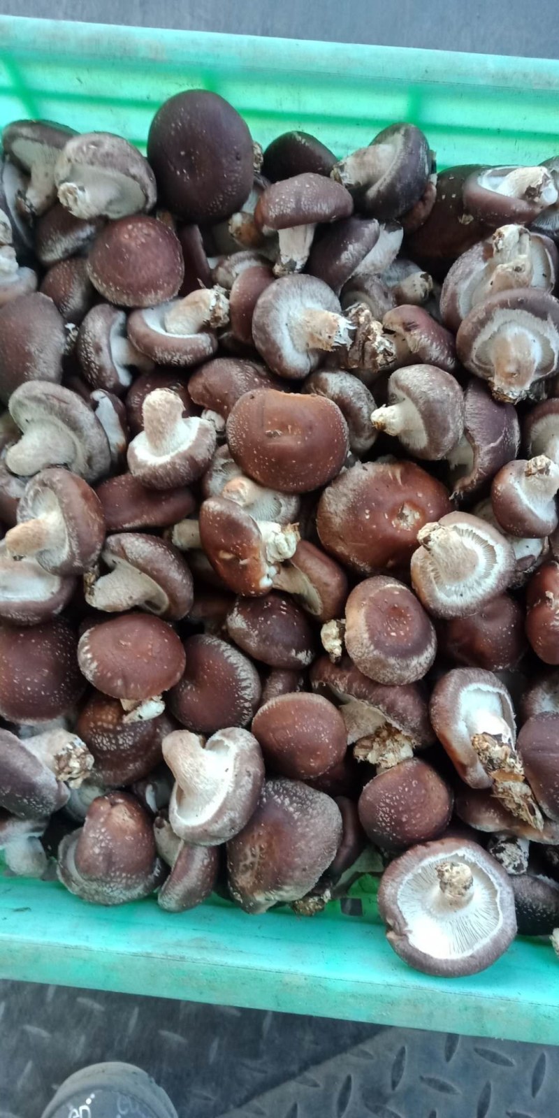 赶大集精品808注水小香菇，香菇储存简单方便