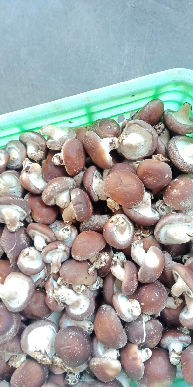 赶大集精品808注水小香菇，香菇储存简单方便