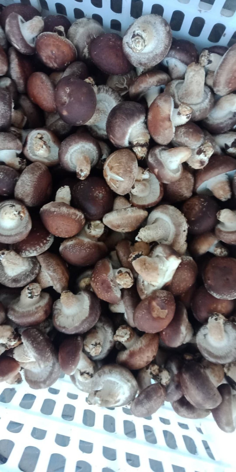 赶大集精品808注水小香菇，香菇储存简单方便