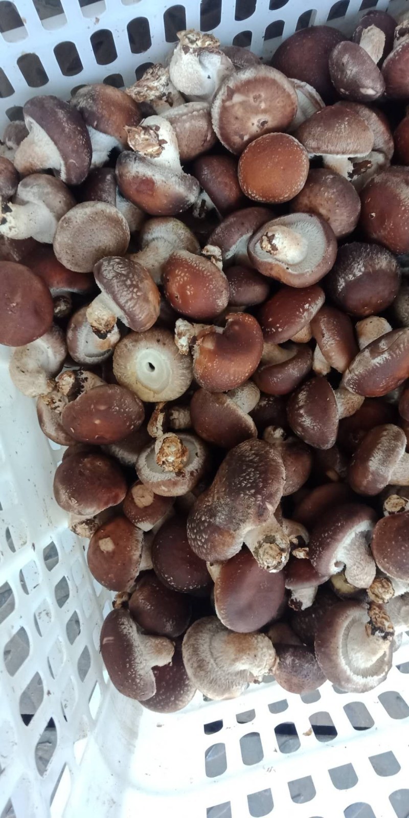 赶大集精品808注水小香菇，香菇储存简单方便