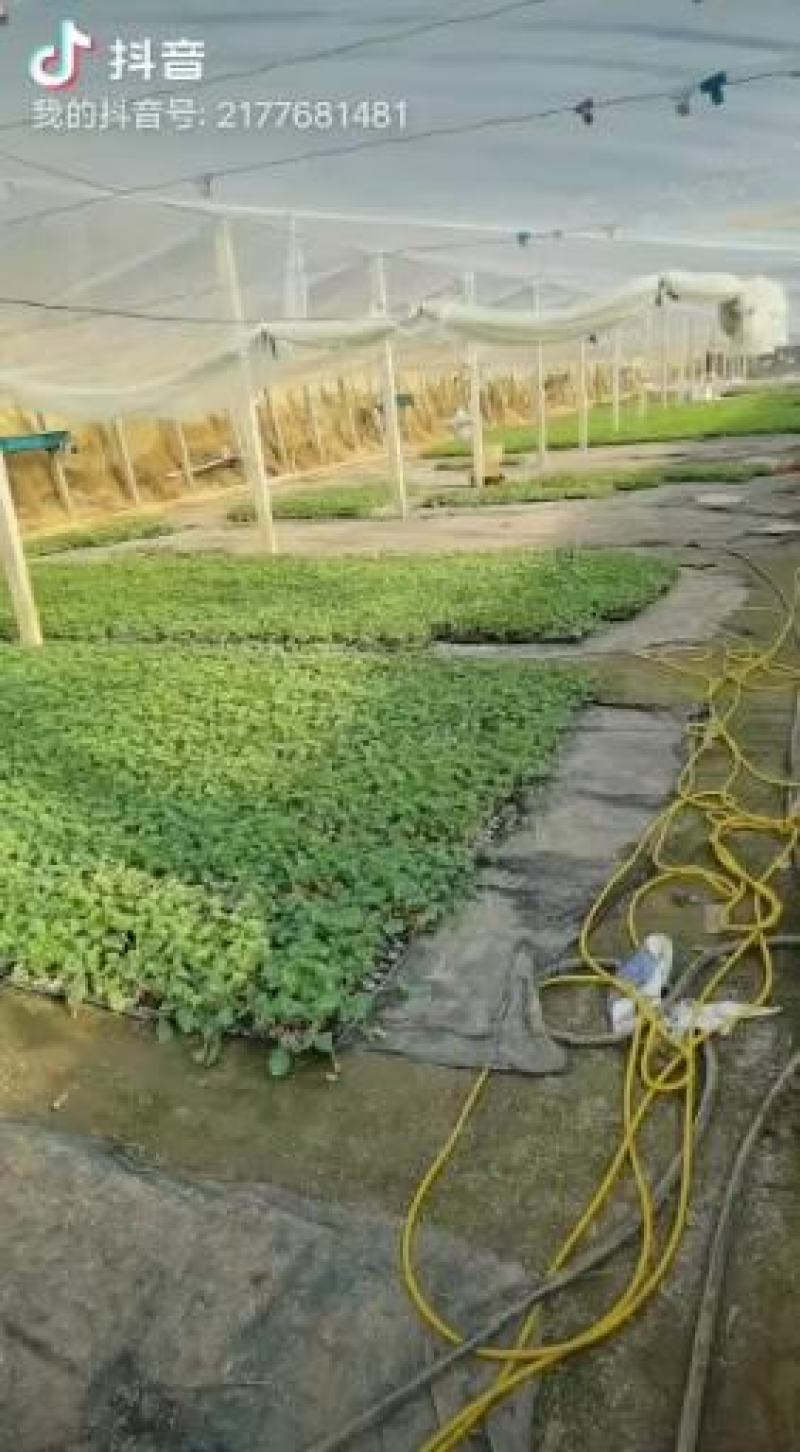 博洋甜瓜苗甜瓜苗嫁接甜瓜苗现货随发大型苗场直发