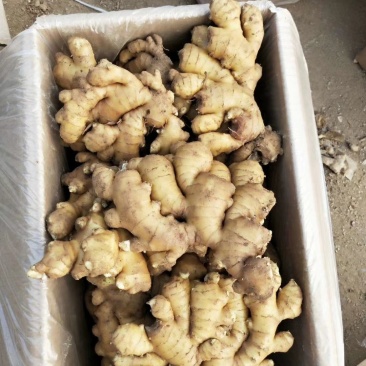 常年大量供应优质大黄姜，小黄姜，货源充足，品质保证