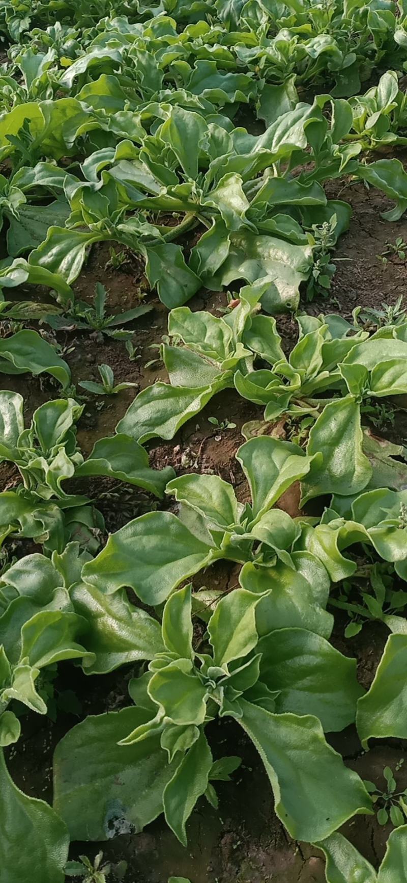 冰草种植基地直供，非洲冰草，全年有货，新鲜