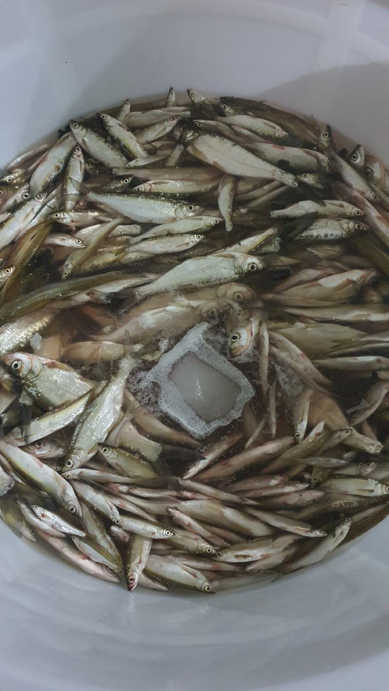 新鲜饲料鱼罗非鱼各种杂鱼