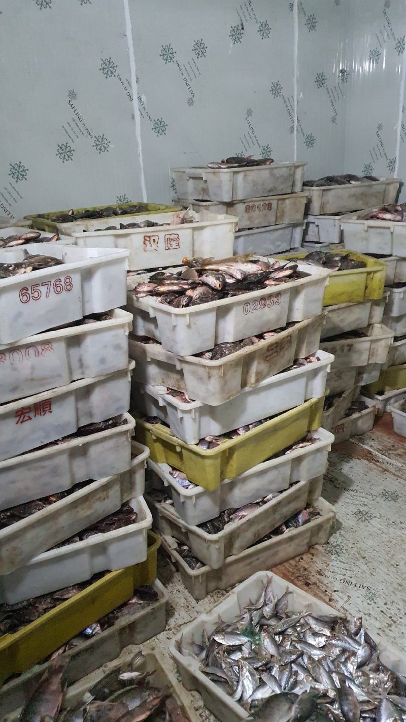 新鲜饲料鱼罗非鱼各种杂鱼