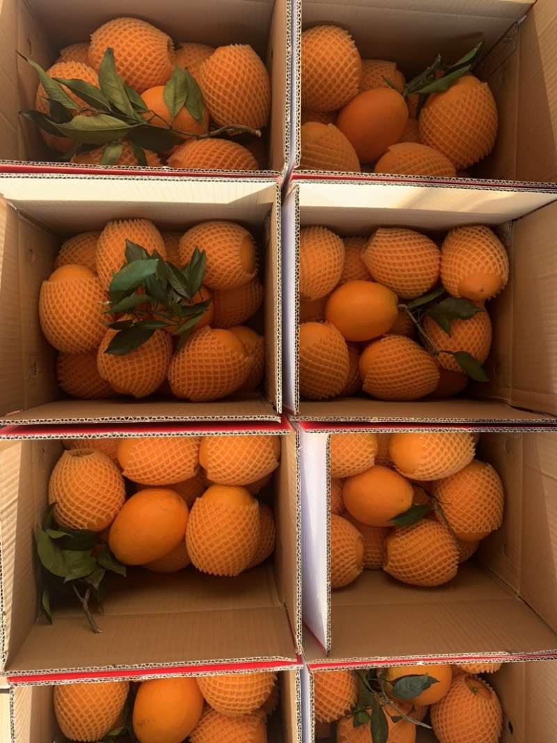 秭归冬橙纽荷尔长虹甜橙精品果