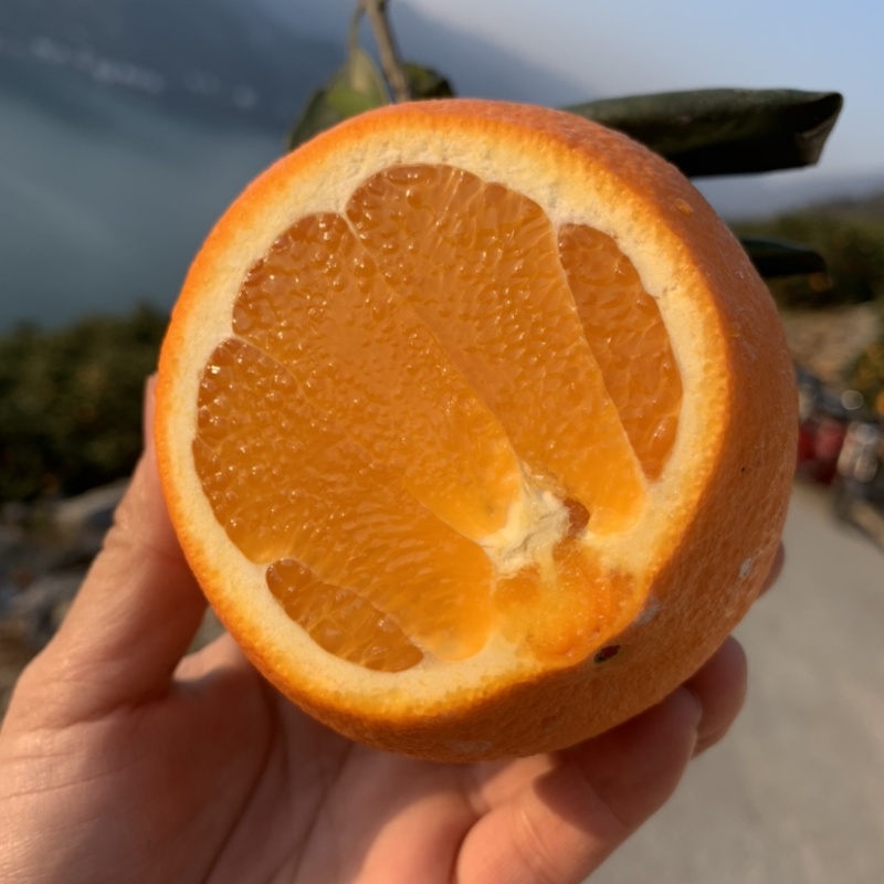 秭归冬橙纽荷尔长虹甜橙精品果
