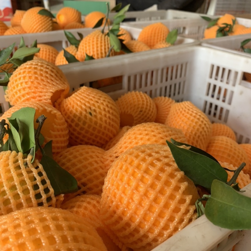 秭归冬橙纽荷尔长虹甜橙精品果