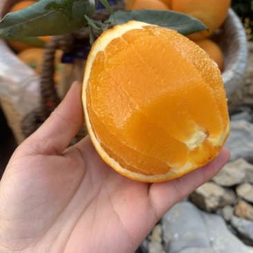 秭归冬橙纽荷尔长虹甜橙精品果