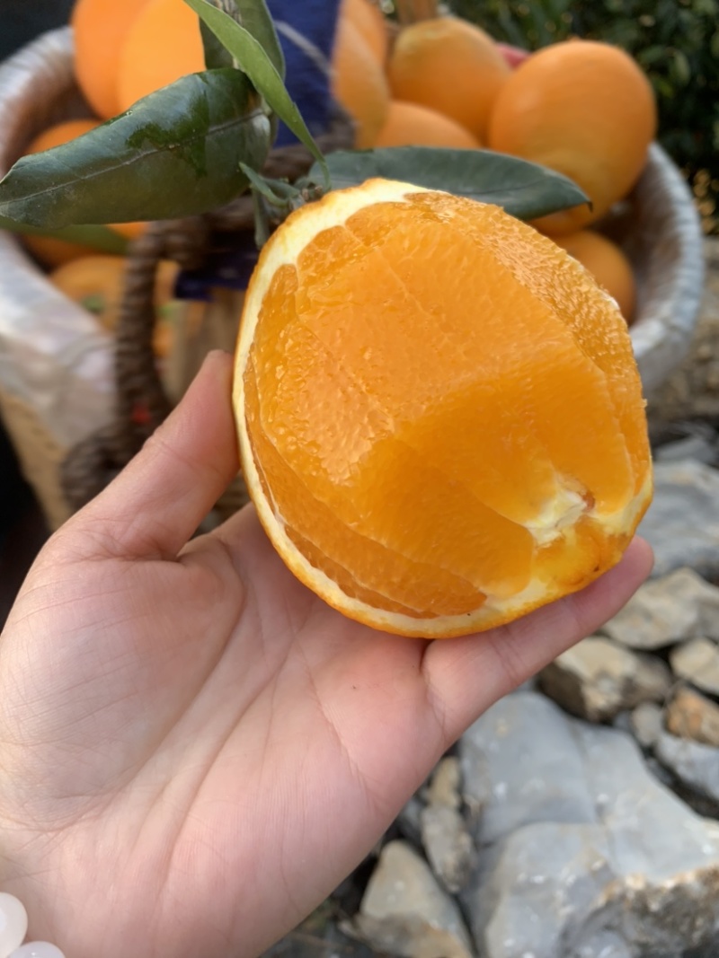 秭归冬橙纽荷尔长虹甜橙精品果