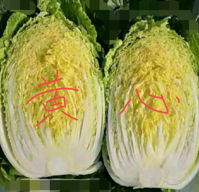 黄心大白菜叶菜蔬菜白菜菜地现坎白菜