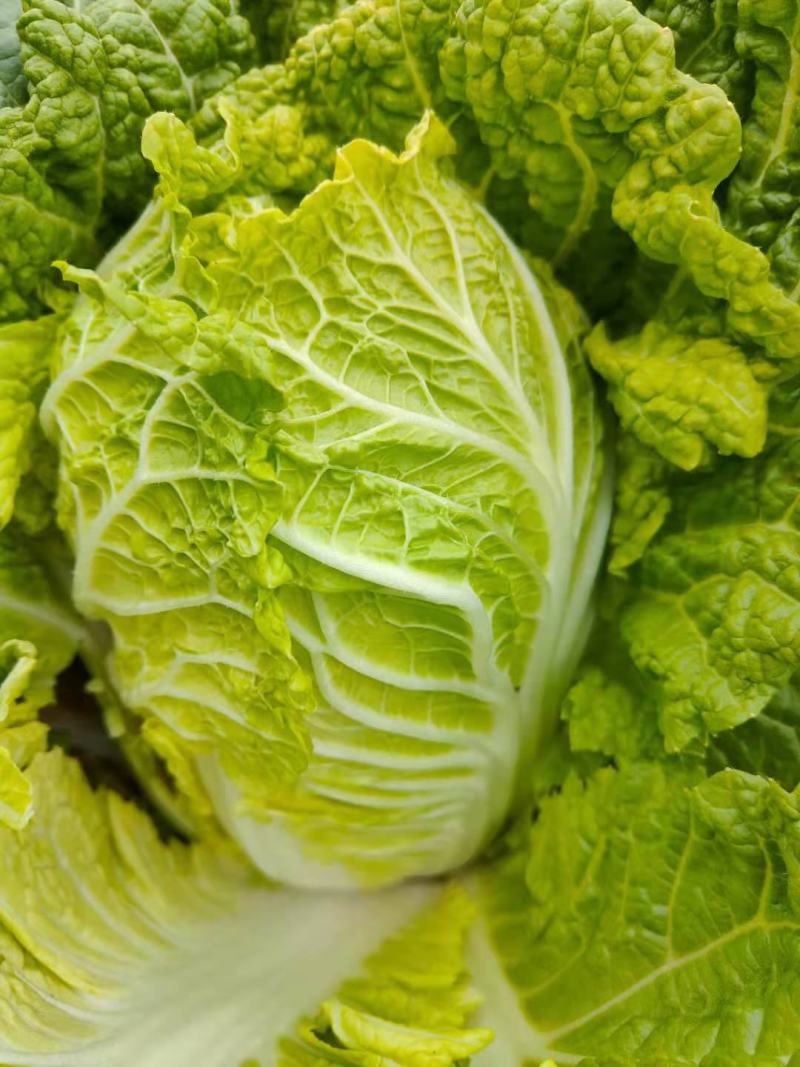 黄心大白菜叶菜蔬菜白菜菜地现坎白菜