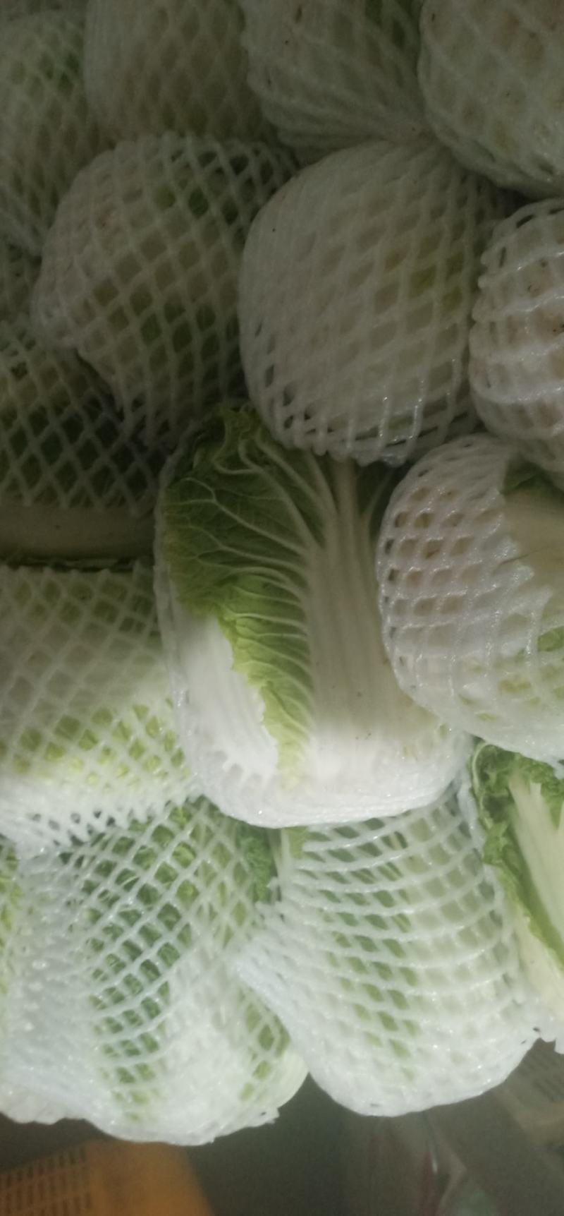 黄心大白菜叶菜蔬菜白菜菜地现坎白菜