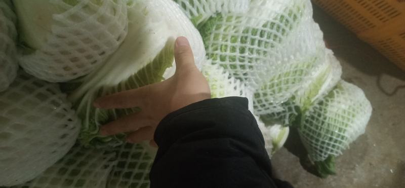 黄心大白菜叶菜蔬菜白菜菜地现坎白菜
