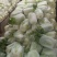 黄心大白菜叶菜蔬菜白菜菜地现坎白菜