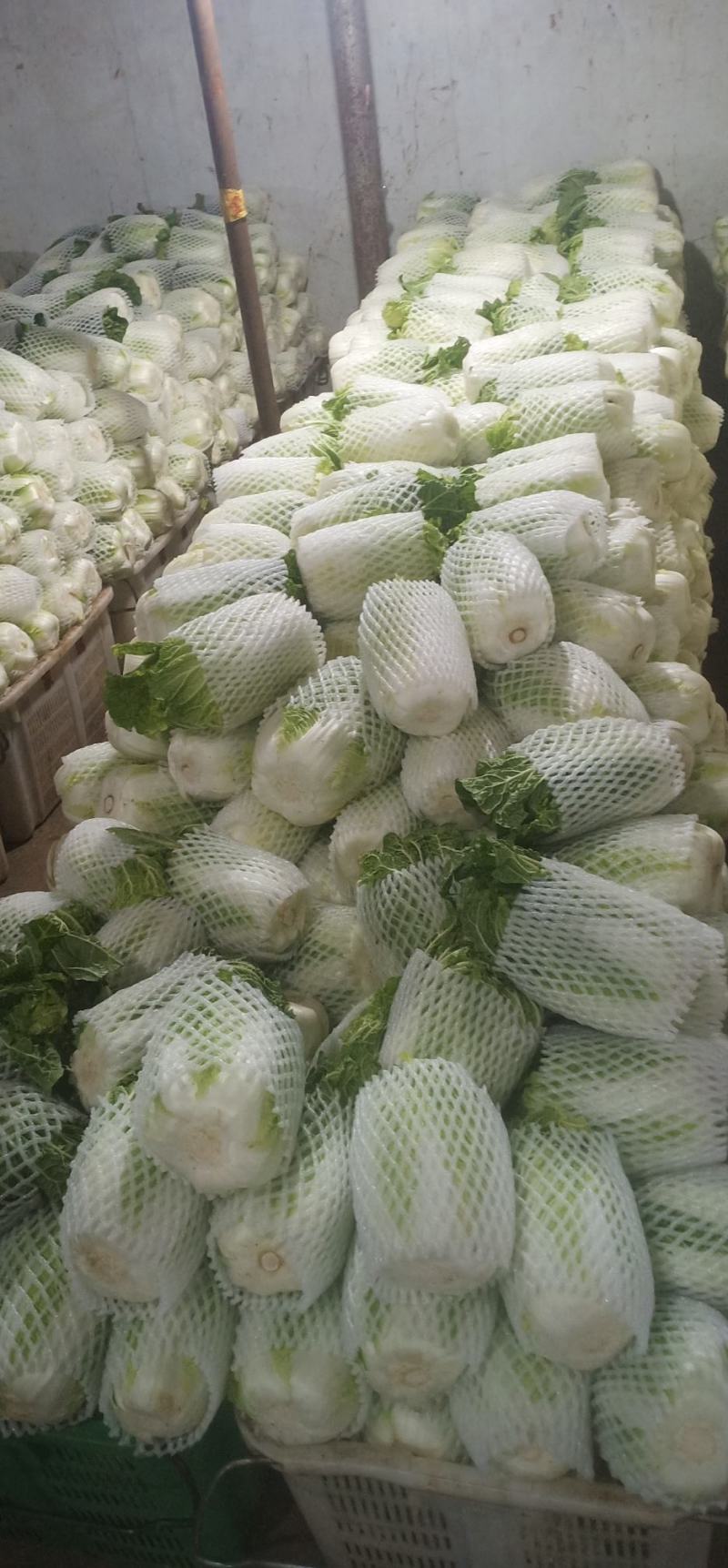 黄心大白菜叶菜蔬菜白菜菜地现坎白菜