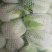 黄心大白菜叶菜蔬菜白菜菜地现坎白菜
